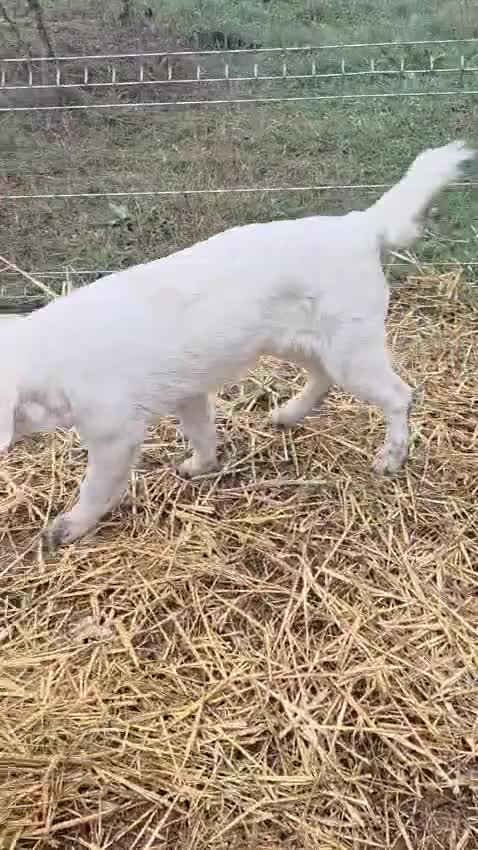 Mixed Breed dogs for adoption: 🐾 Meet BOBBY – Gentle Soul with a Quiet Heart🤍🐶 - Video 2