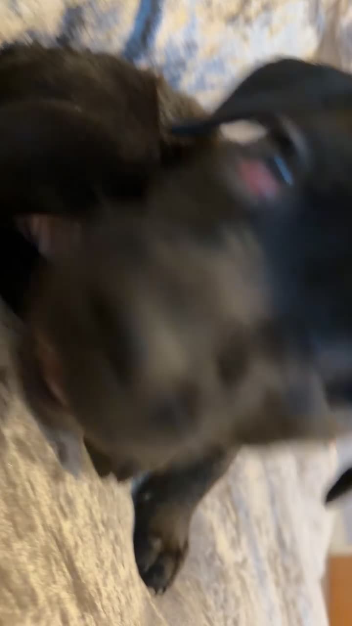 Mixed Breed dogs for sale: Lab x staffy girl puppy 2 Months old  - Video 1