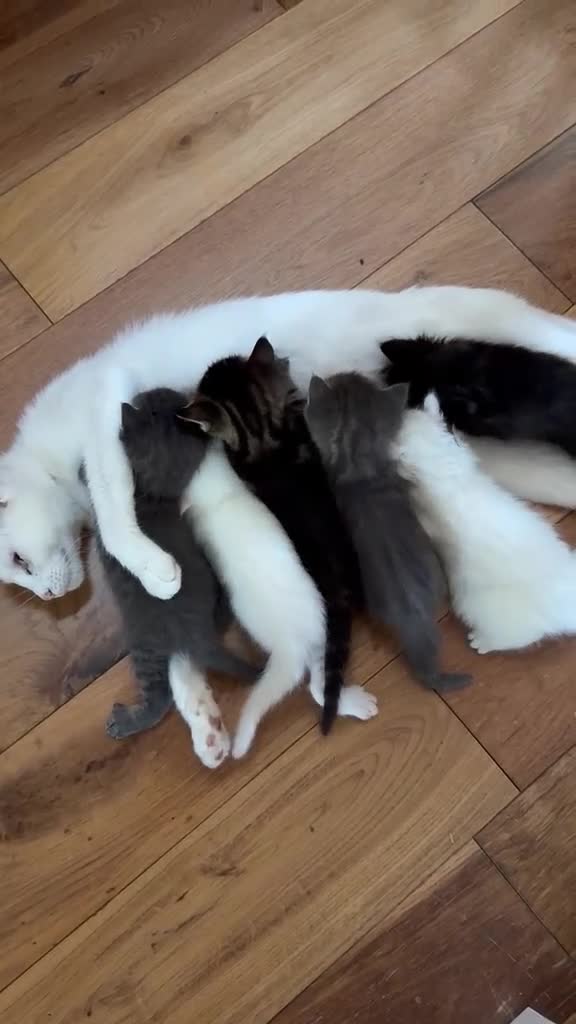 Mixed Breed cats for sale: 6 Kittens  in Waterlooville - Video 1