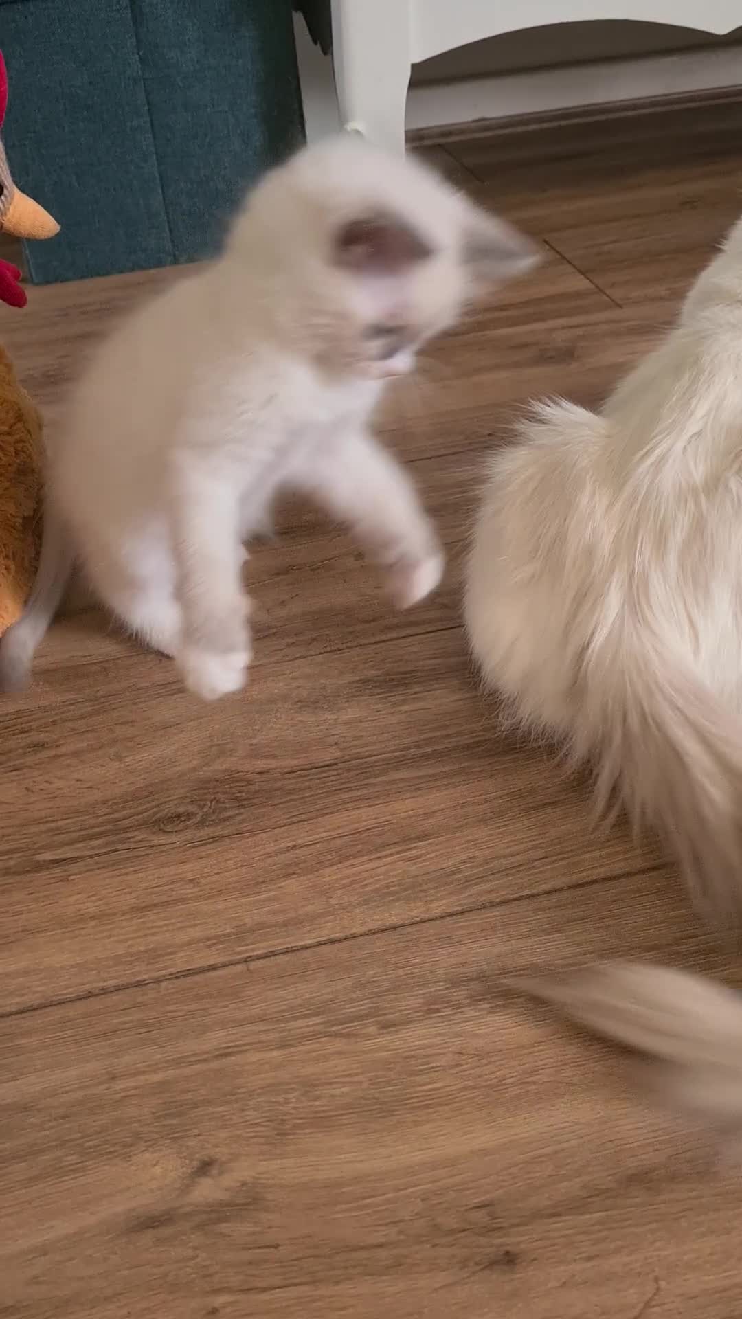Ragdoll cats for sale: Gorgeous pure bread ragdoll kittens - Video 1