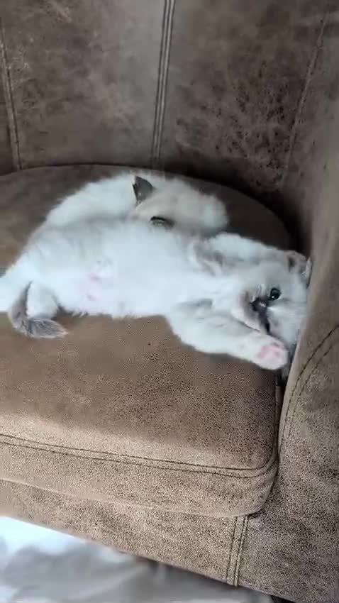 Ragdoll cats for sale: READY to go: 2 Purebred Ragdoll Kittens  - Video 2