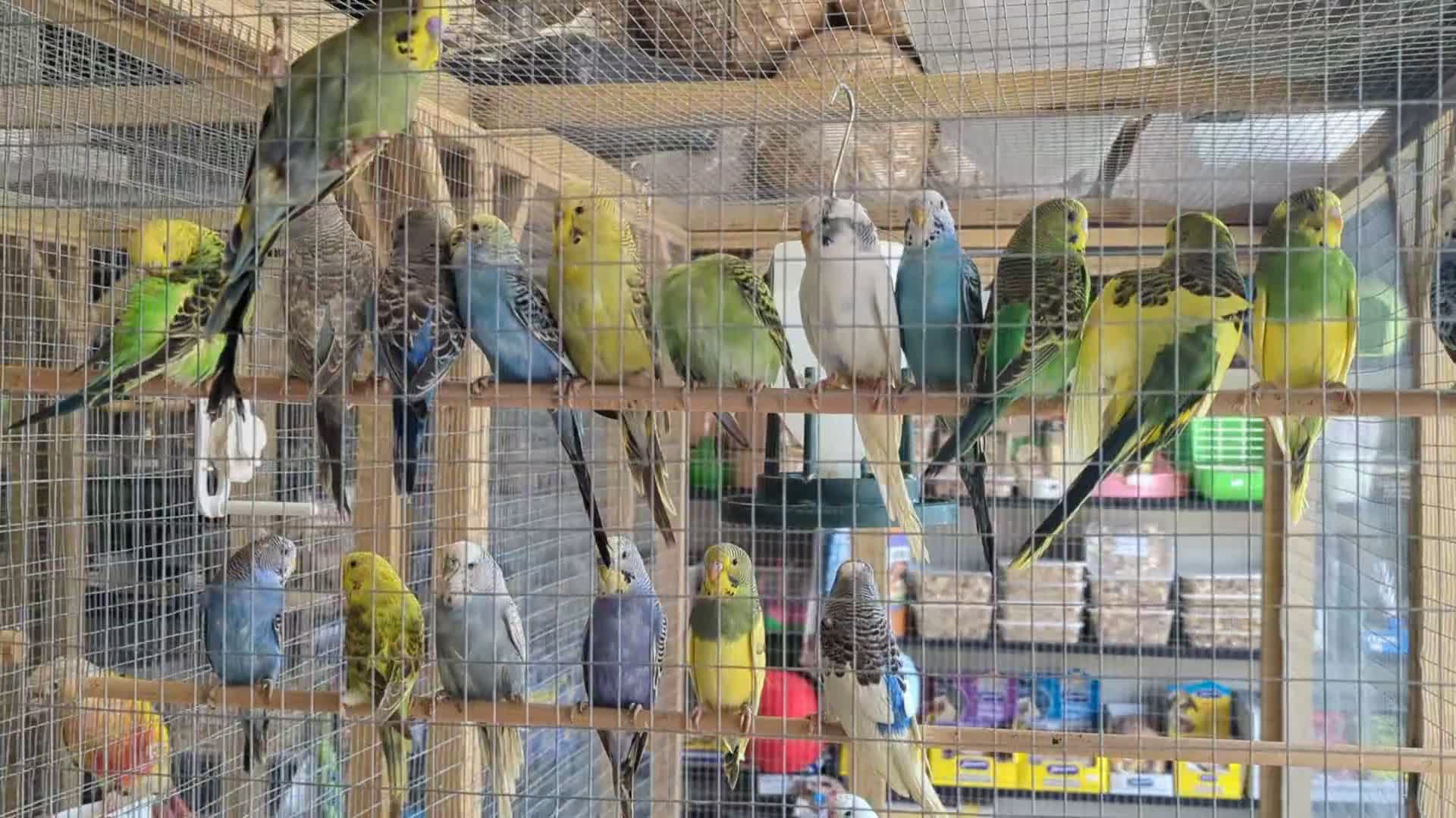Budgerigars birds for sale: Budgies-Cockatiels-Conures- Love Birds- Bourkes- - Video 1