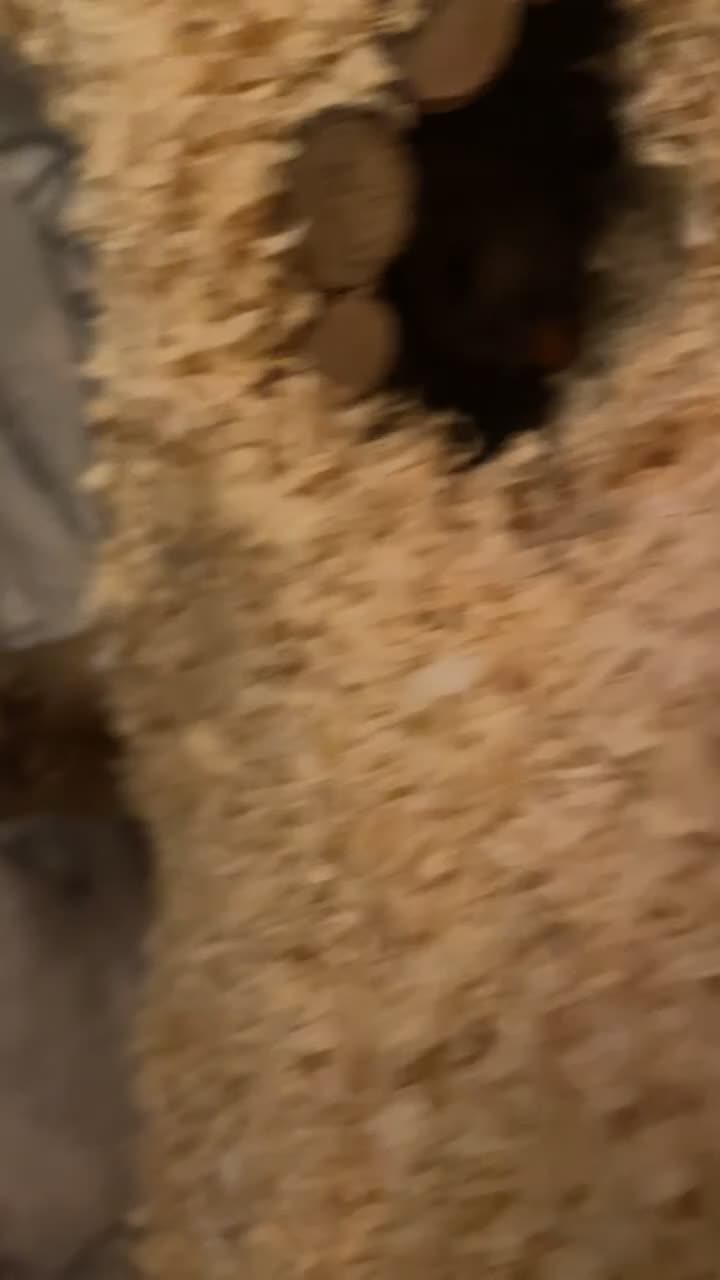 Gerbil rodents for sale: 2 male gerbils for sale  - Video 1