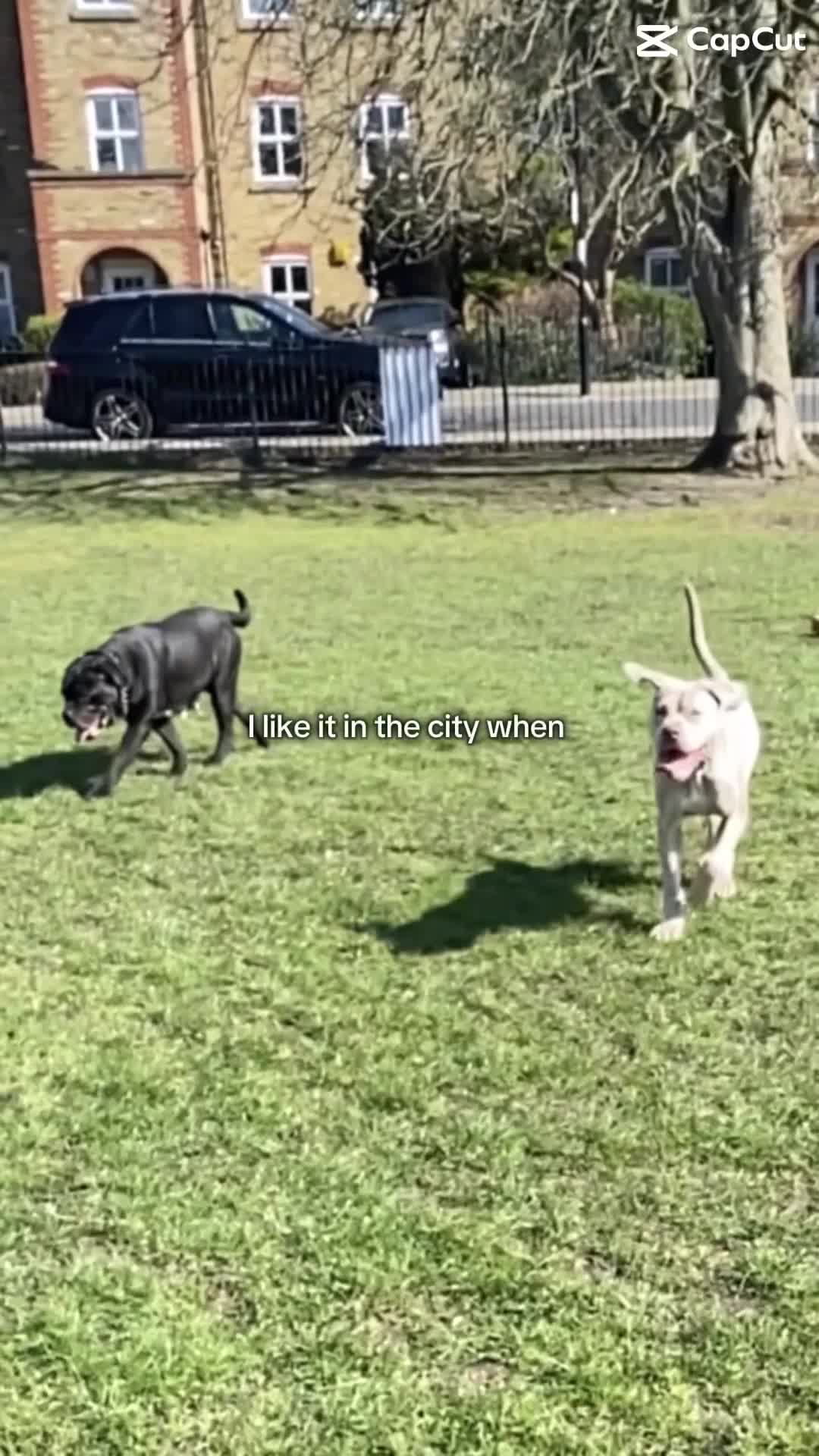 Mixed Breed dogs for sale: LAST FEMALE MISSY Cane Corso X Neapolitan Mastiffs in London - Video 1