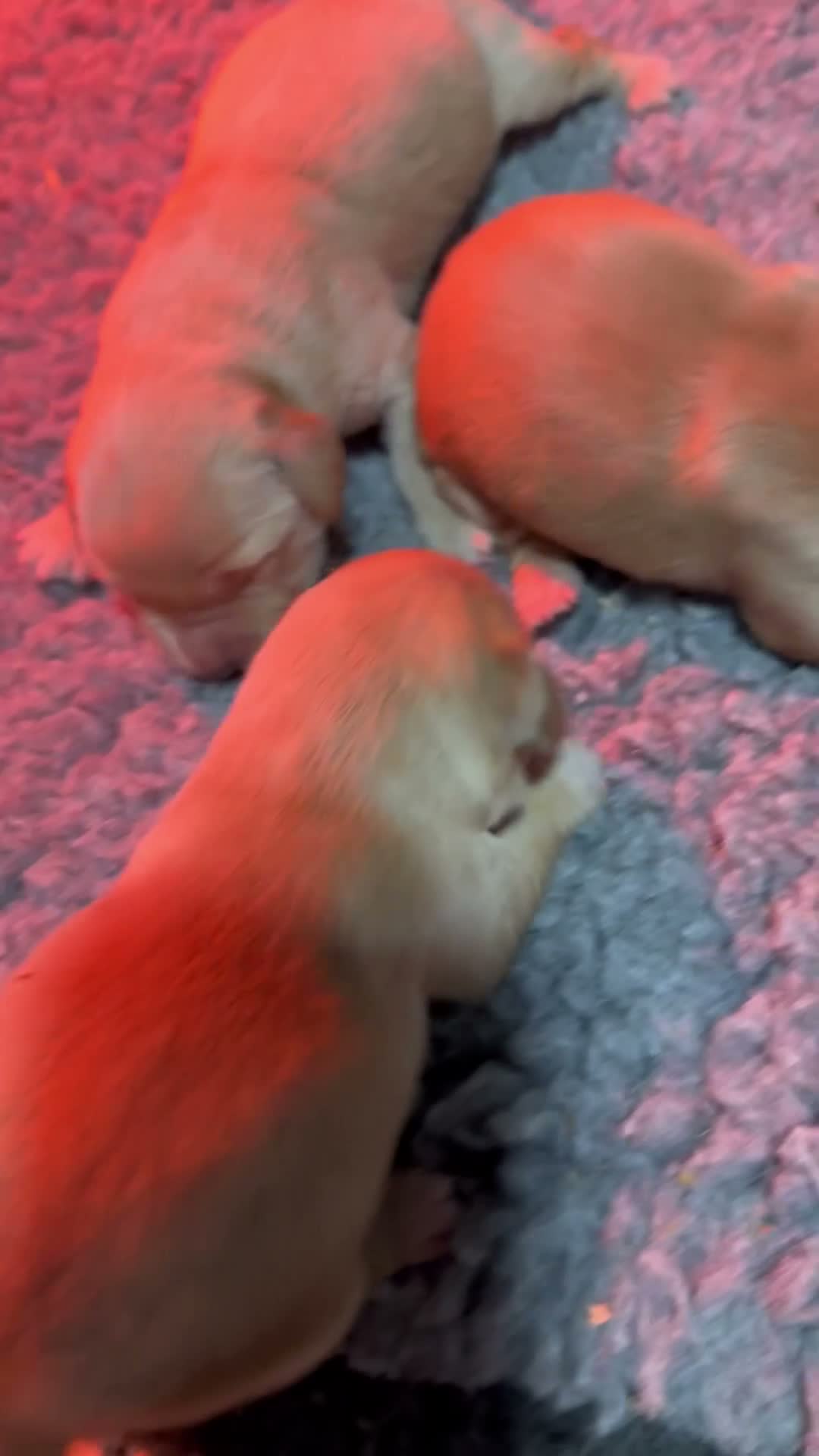 Mixed Breed dogs for sale: Beautiful Retriever puppies  in Peterhead - Video 2