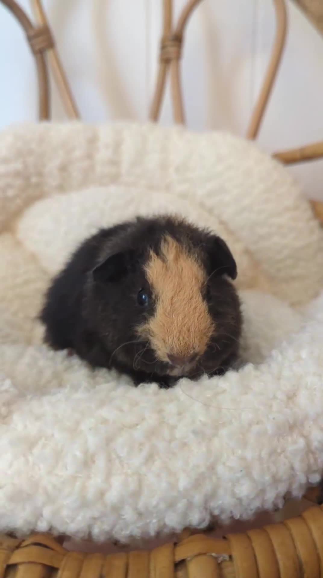 Guinea Pig rodents for sale: Lovely little teddies - Video 1