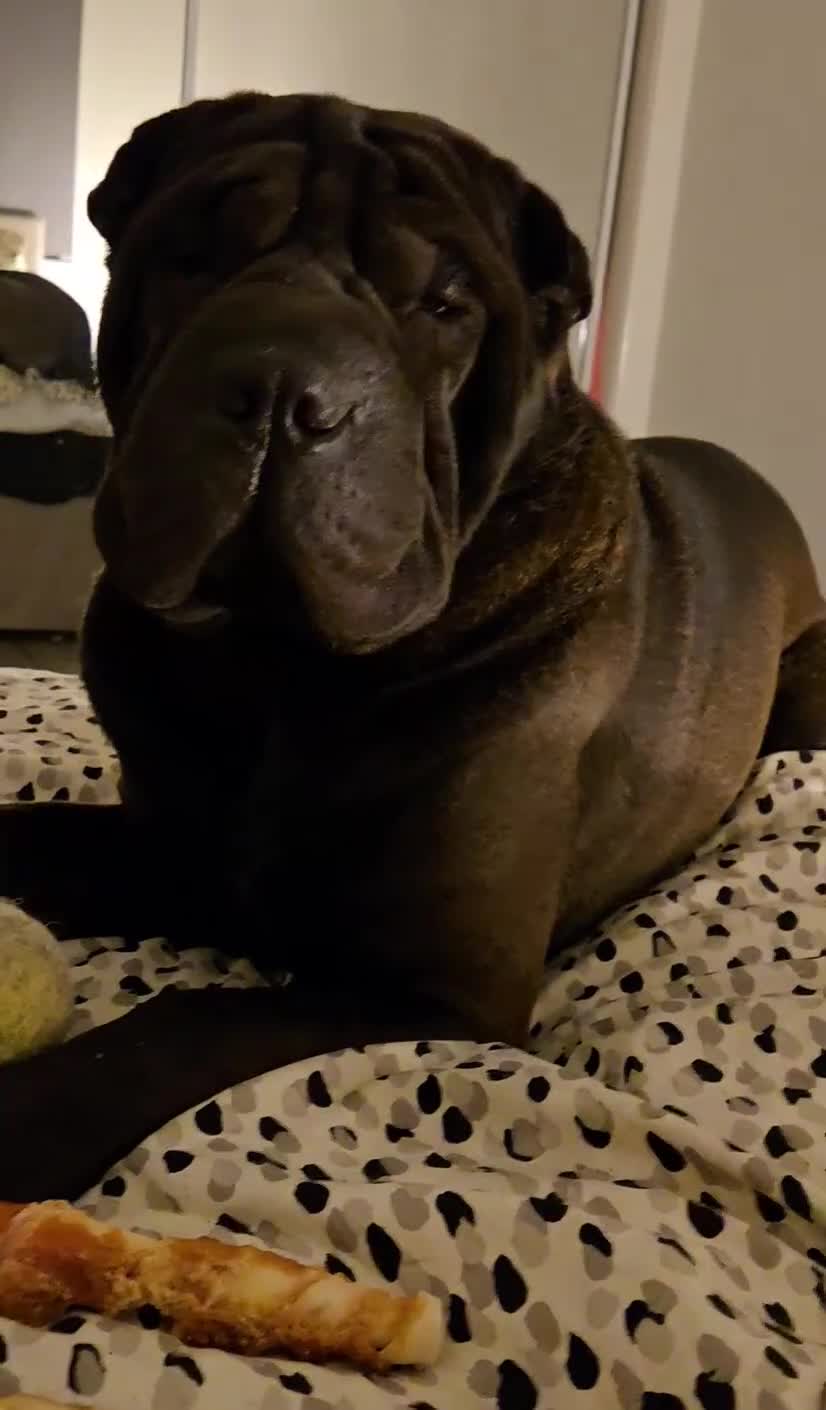 Shar Pei dogs for stud: Black Shar pei for stud - Video 1