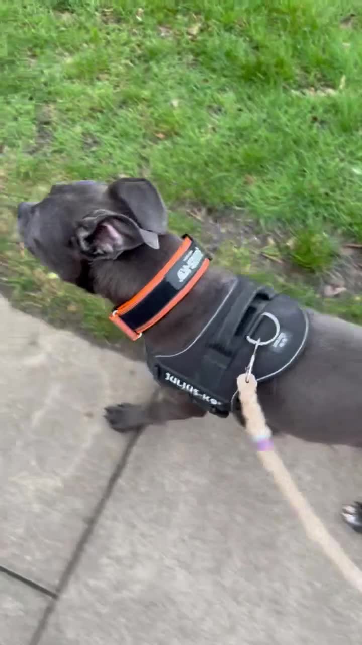 Mixed Breed dogs for sale: Cane Corso  - Video 1