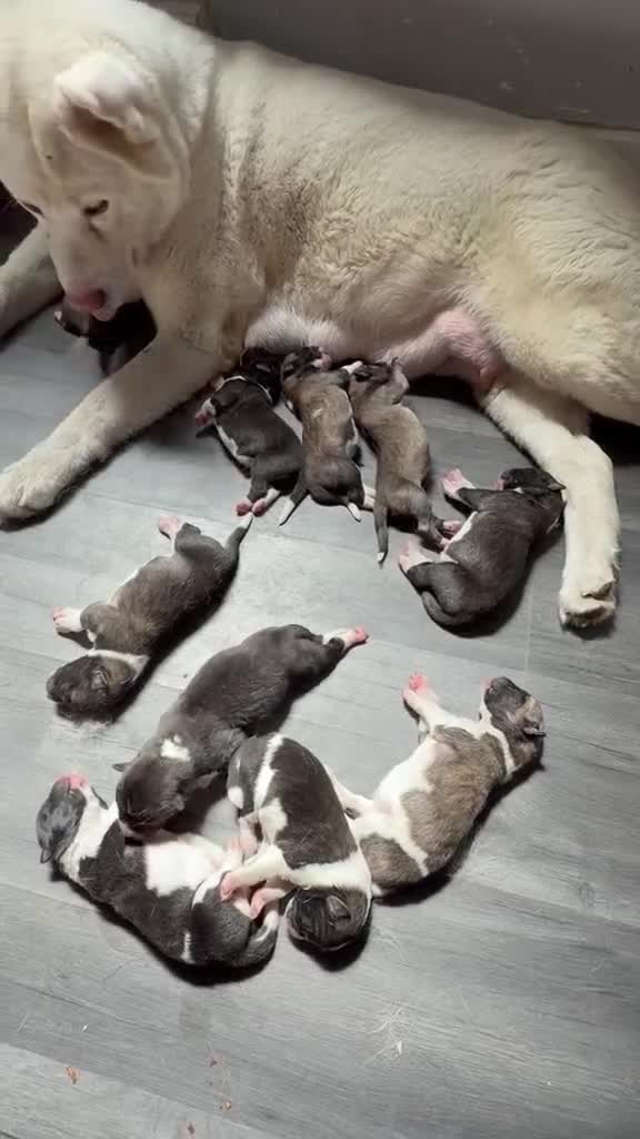 Akita dogs for sale: American Akita Puppies - Video 1
