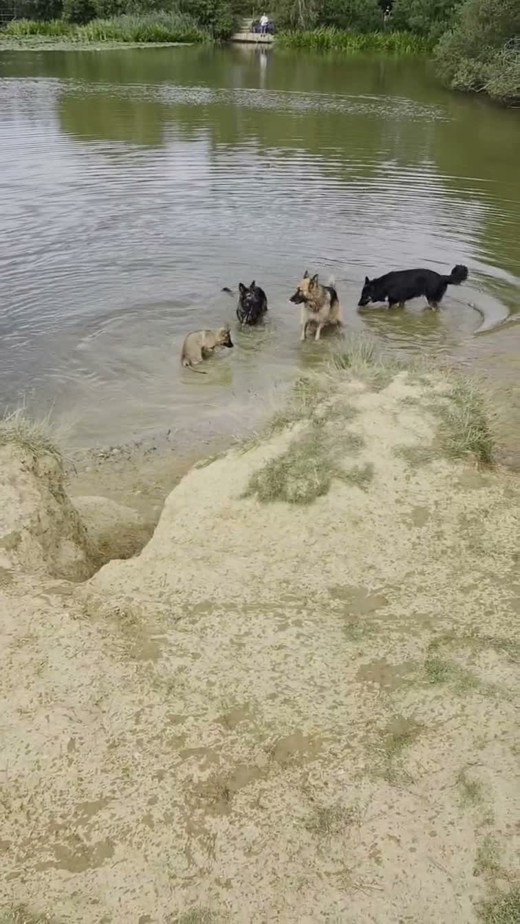 German Shepherd dogs for sale:  Confident & happy GSD looking for her 4ever home - Video 2