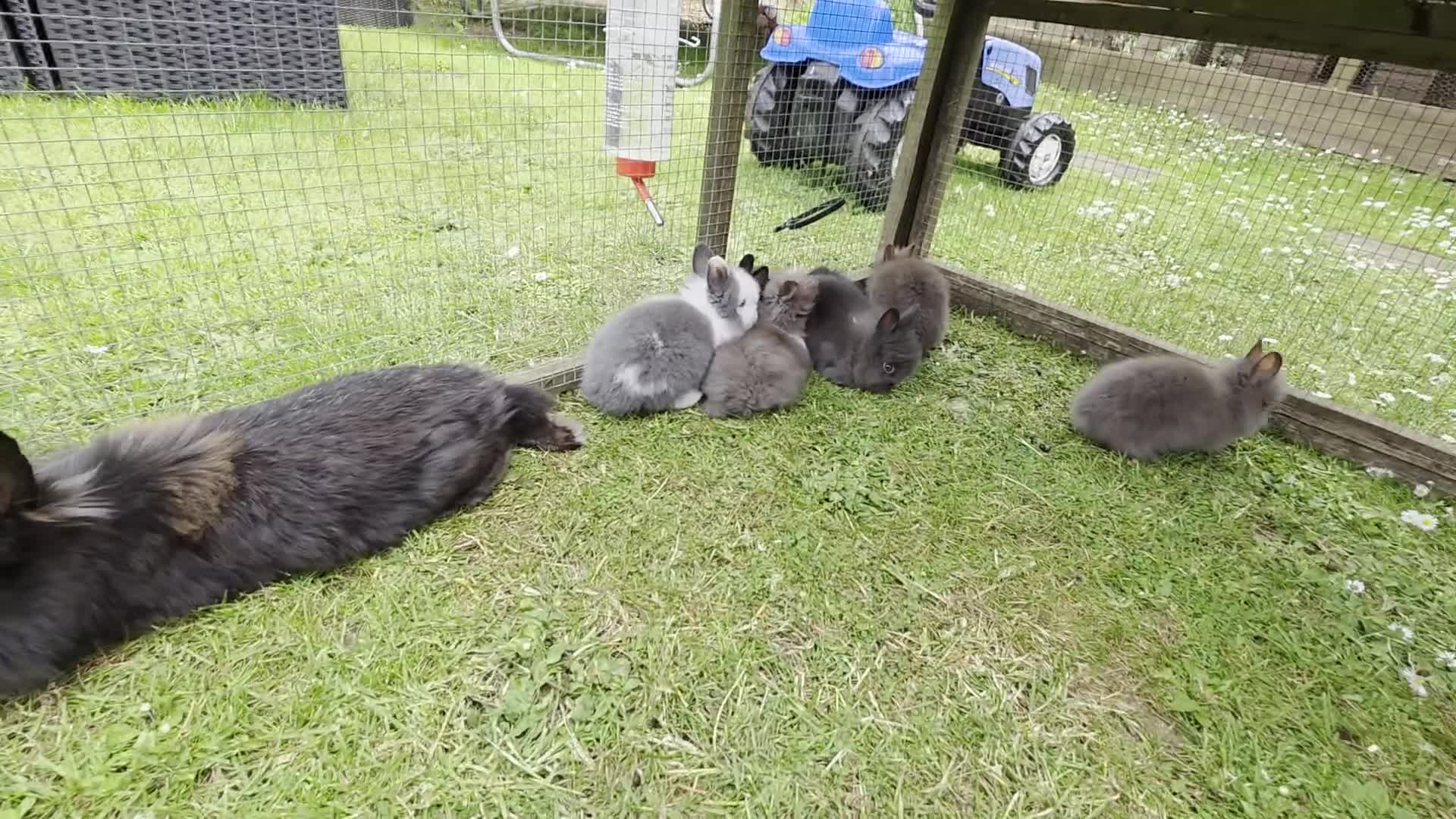 Lionhead rabbits for sale: Adorable baby purebred lionhead bunnies  - Video 1