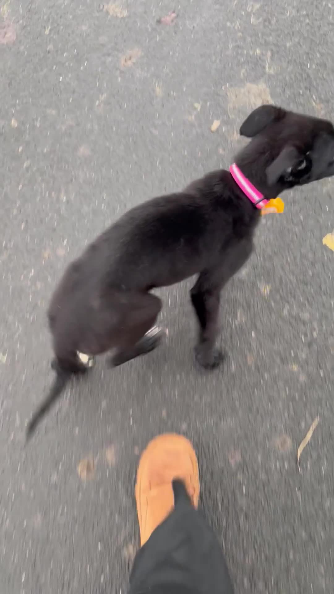 Mixed Breed dogs for sale: Kona  - Video 1