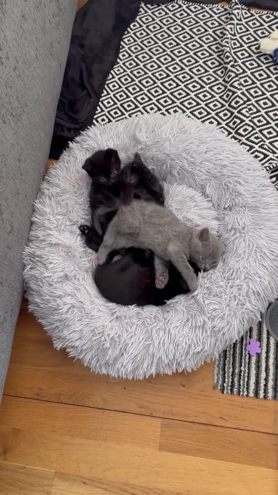 British Shorthair cats for sale: 🐾✨ 4 Tiny Superstars ✨🐾 - Video 1