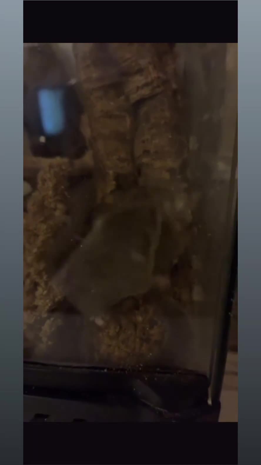 Mouse rodents for sale: 4 male african pigmy dormice in Nottingham - Video 1