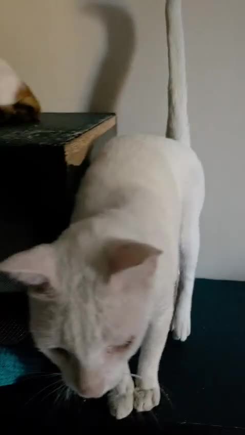 Mixed Breed cats for adoption: HELP ! I AM FIV= I AM GREAT NO ONE WANTS 2ADOPT ME - Video 4