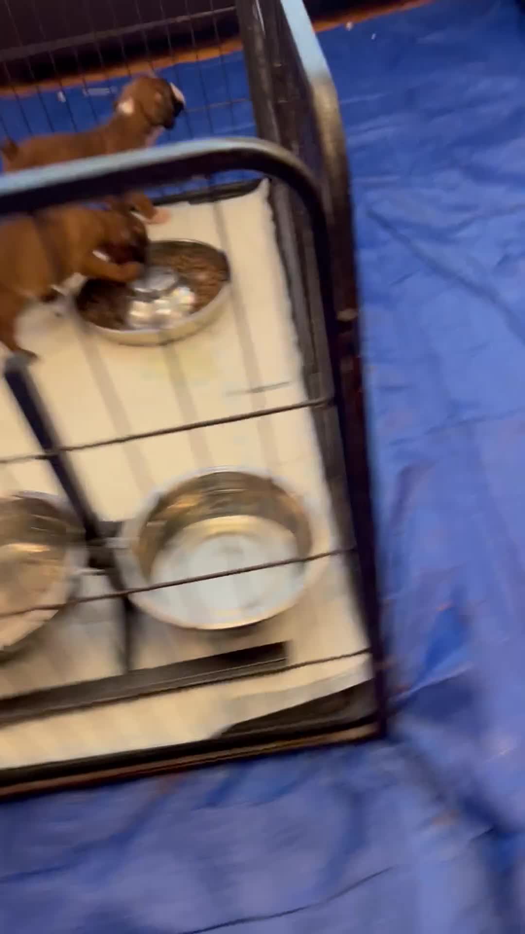 Boxer dogs for sale: Bobtail Boy from Health Tested Parents  - Video 2