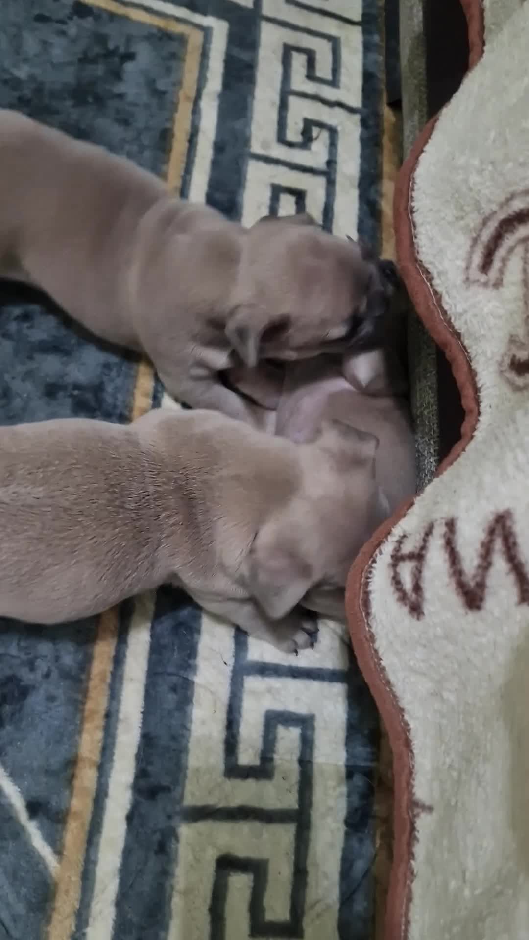 French Bulldog dogs for sale: Beautiful blue french bulldogs puppies  - Video 3