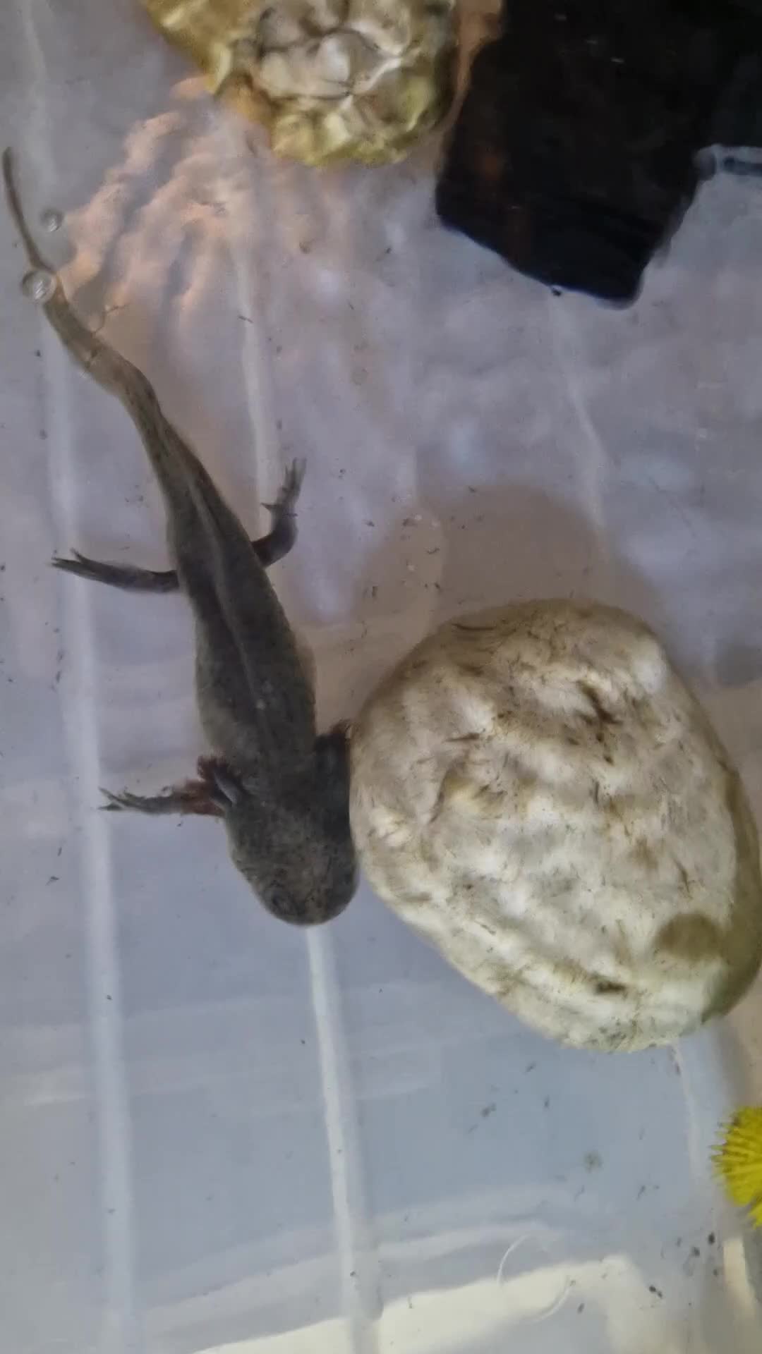 Axolotl reptiles for sale: Axolotl (Wild, Male) - Video 4