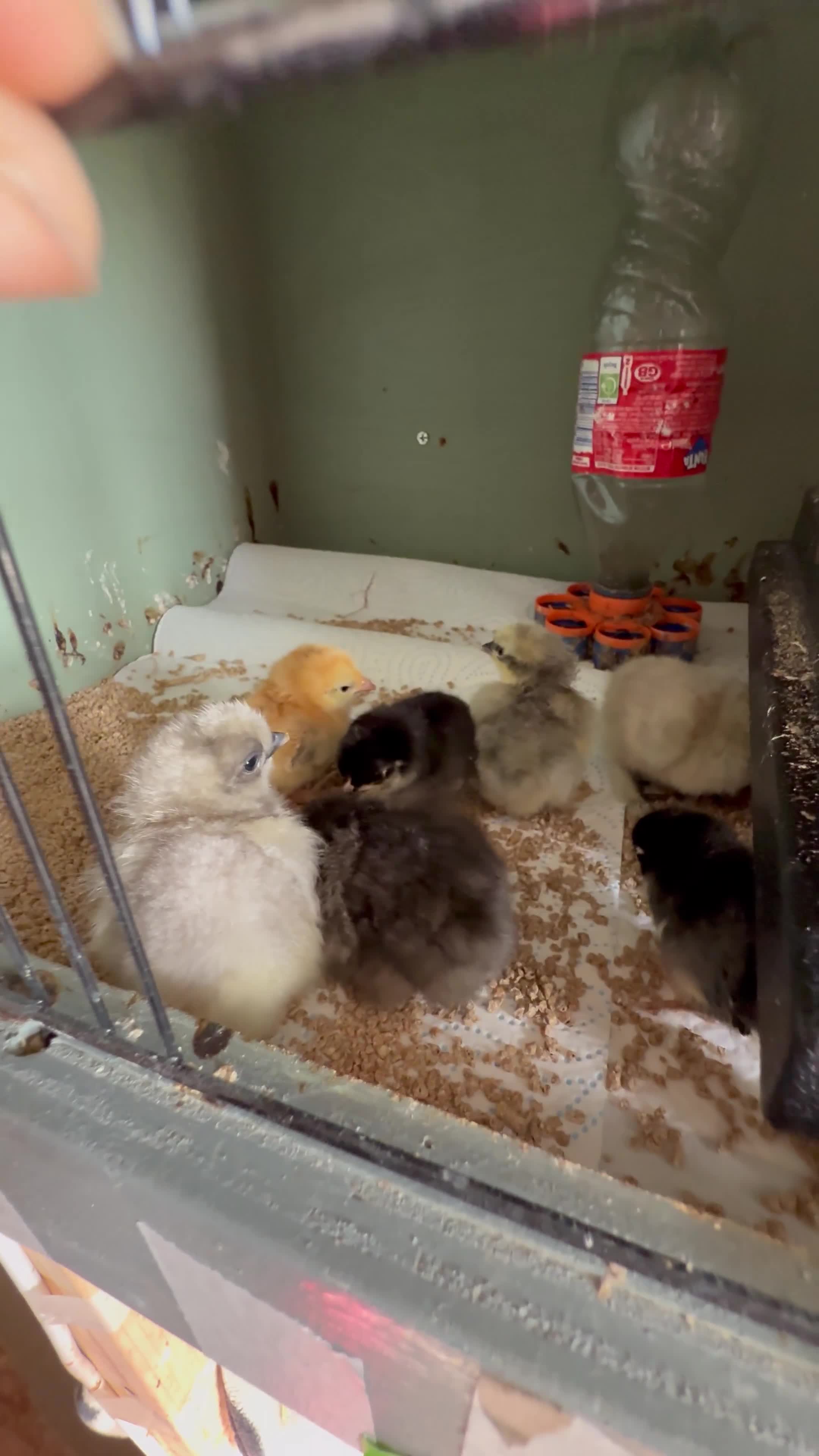 Mixed Breed poultry for sale: Chicks , quail ,  hatching eggs etc  - Video 1