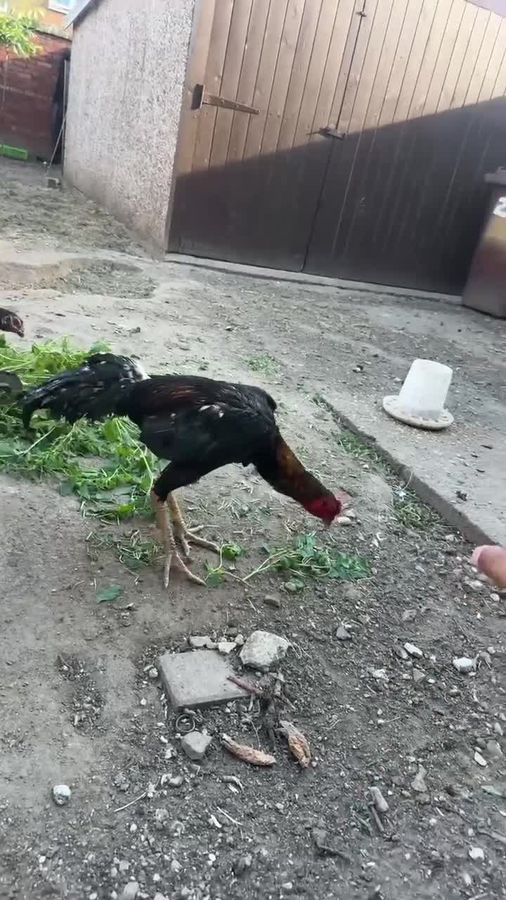 Mixed Breed birds for sale: Jape shamo x o shamo - Video 3