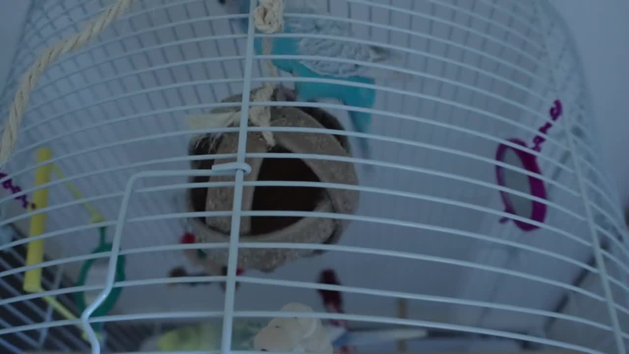 Budgerigars birds for sale: 🐦 Two Pair of Budgies + Full Setup & Accessories in Manchester - Video 1