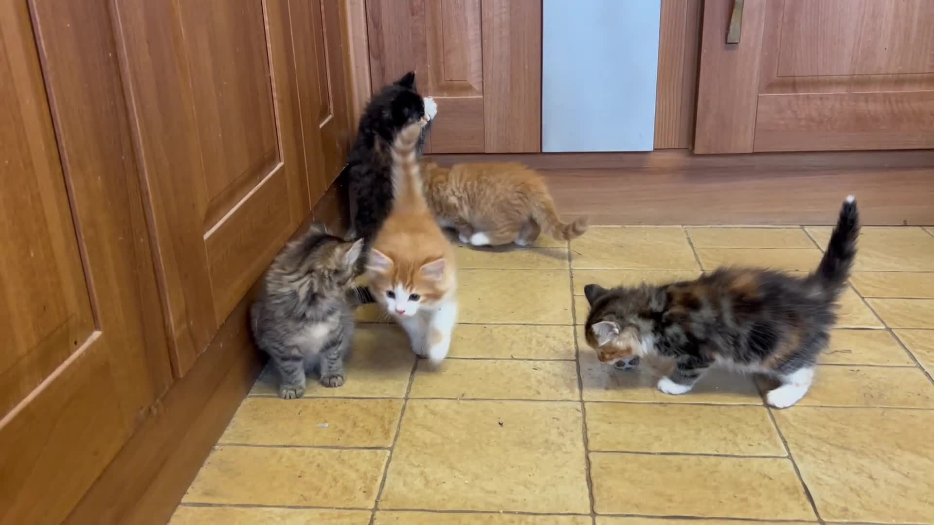 Mixed Breed cats for sale: Beautiful long haired kittens  - Video 2