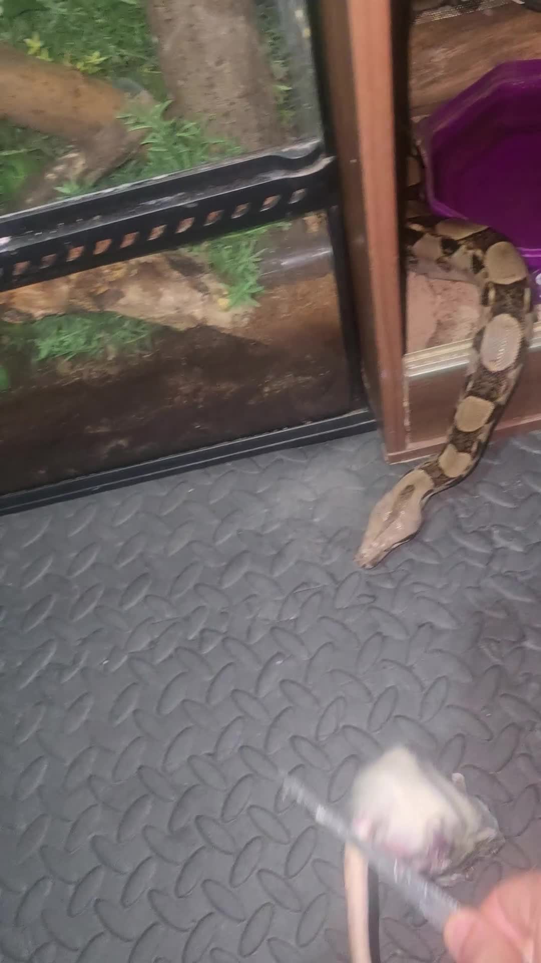 Boa Snake reptiles for sale: Boa constrictor (don't know what sex) - Video 1