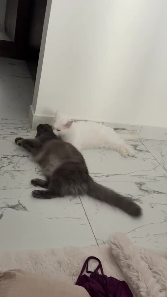 Mixed Breed cats for adoption: This is Cash - Video 1