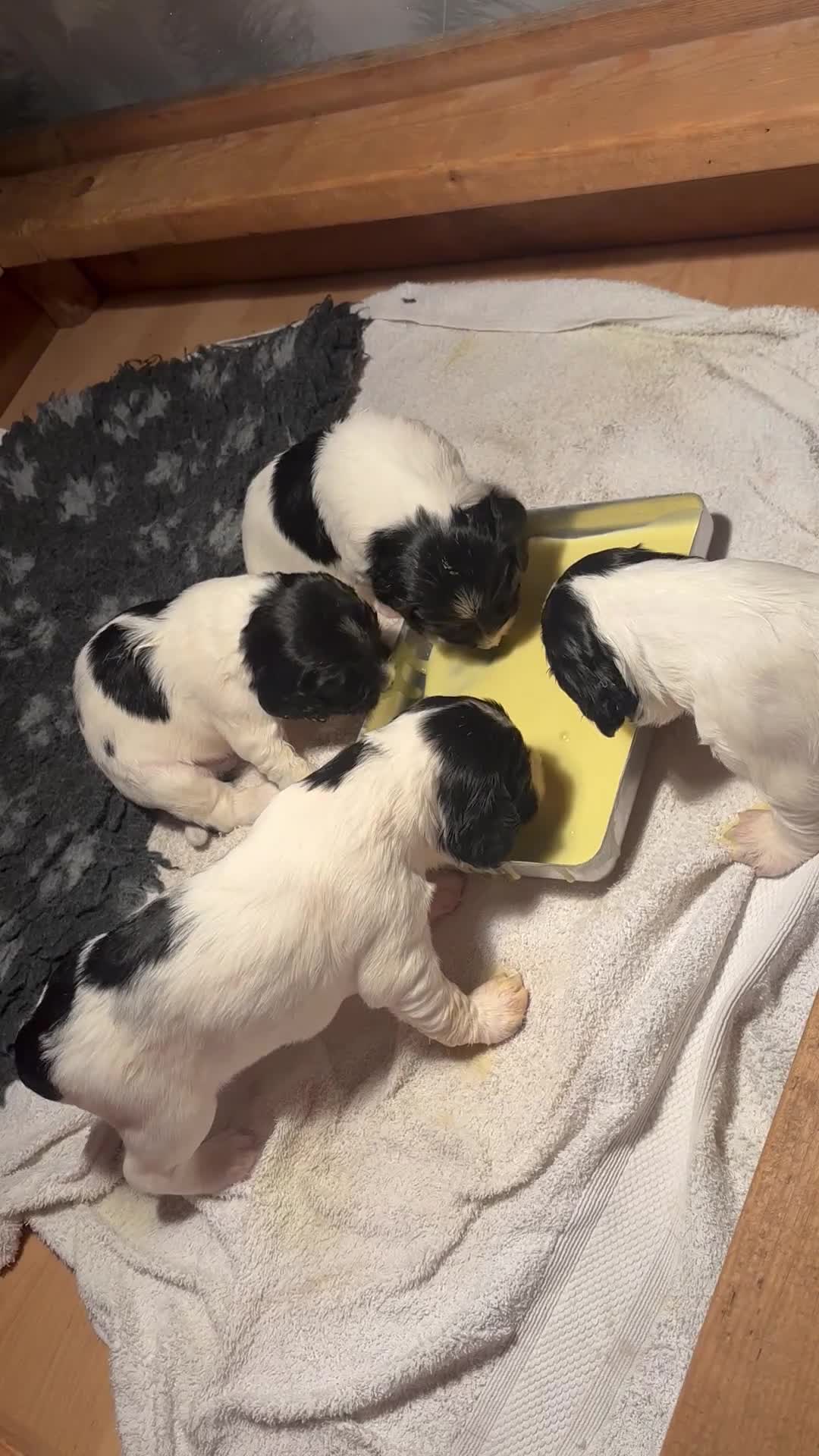 English Springer Spaniel dogs for sale: Springer spaniel pups  - Video 3