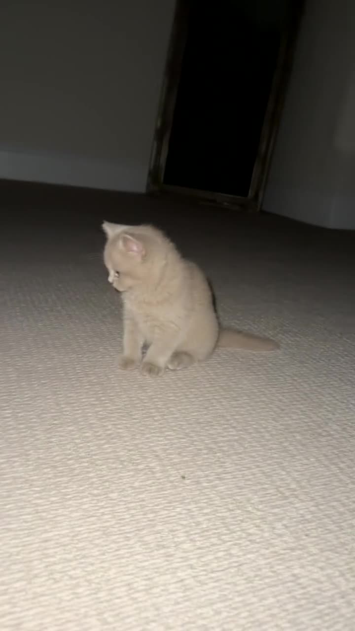 British Shorthair cats for sale: British short hair kitten  - Video 3