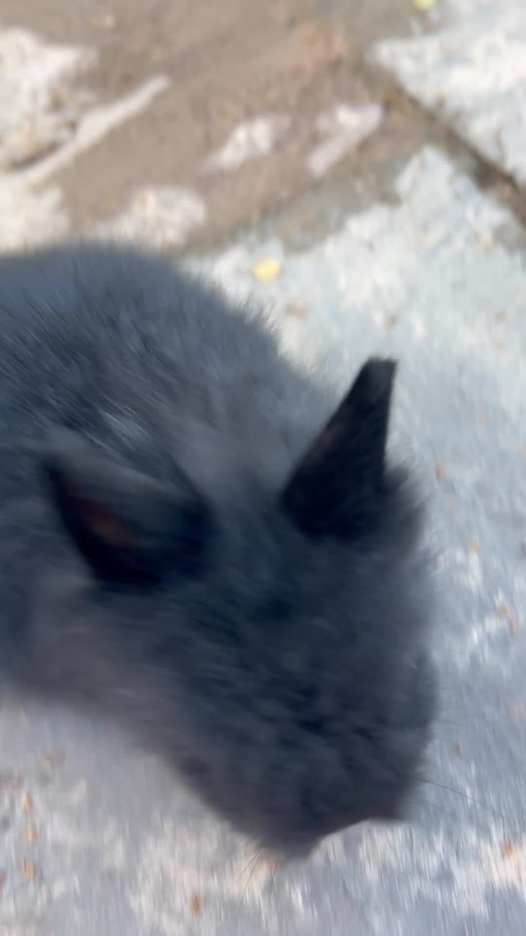 Lionhead rabbits for sale: Last girl! Quality Double-maned Lionhead Bunnies - Video 2