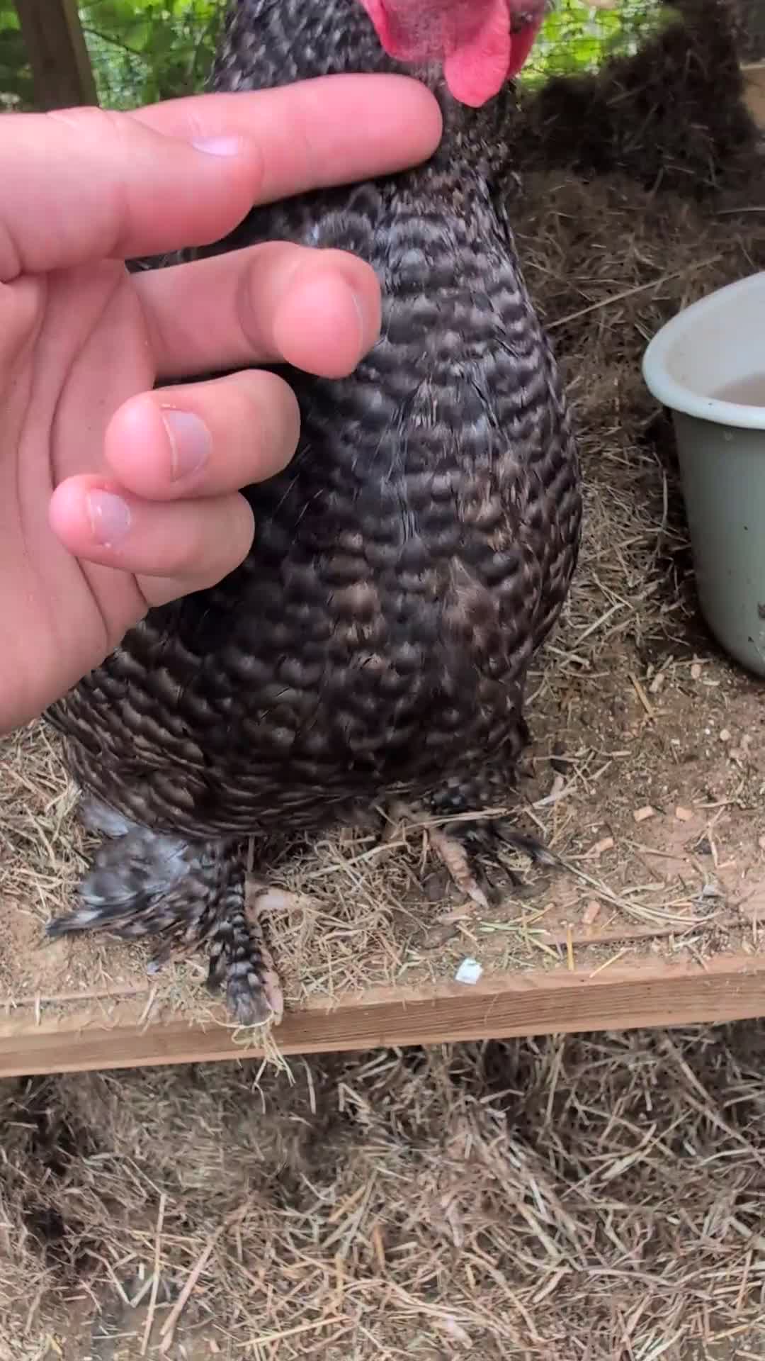 Chickens poultry for sale: Pekin bantam girls  - Video 2