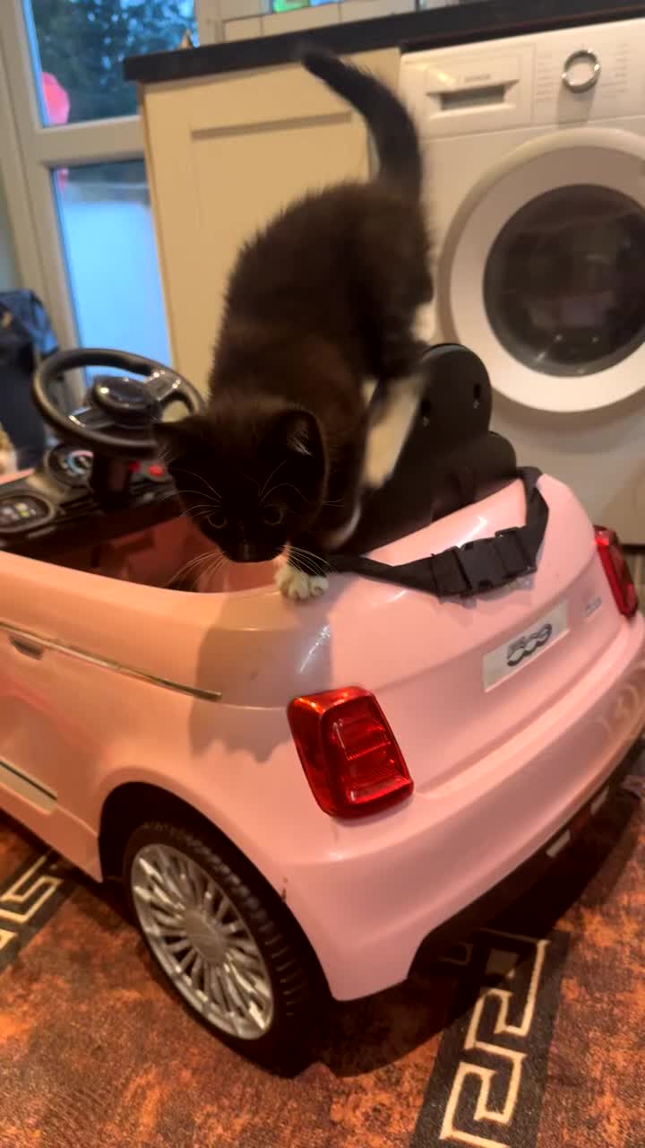 Mixed Breed cats for sale: 🐱2 beautiful male kittens 🐱  - Video 1