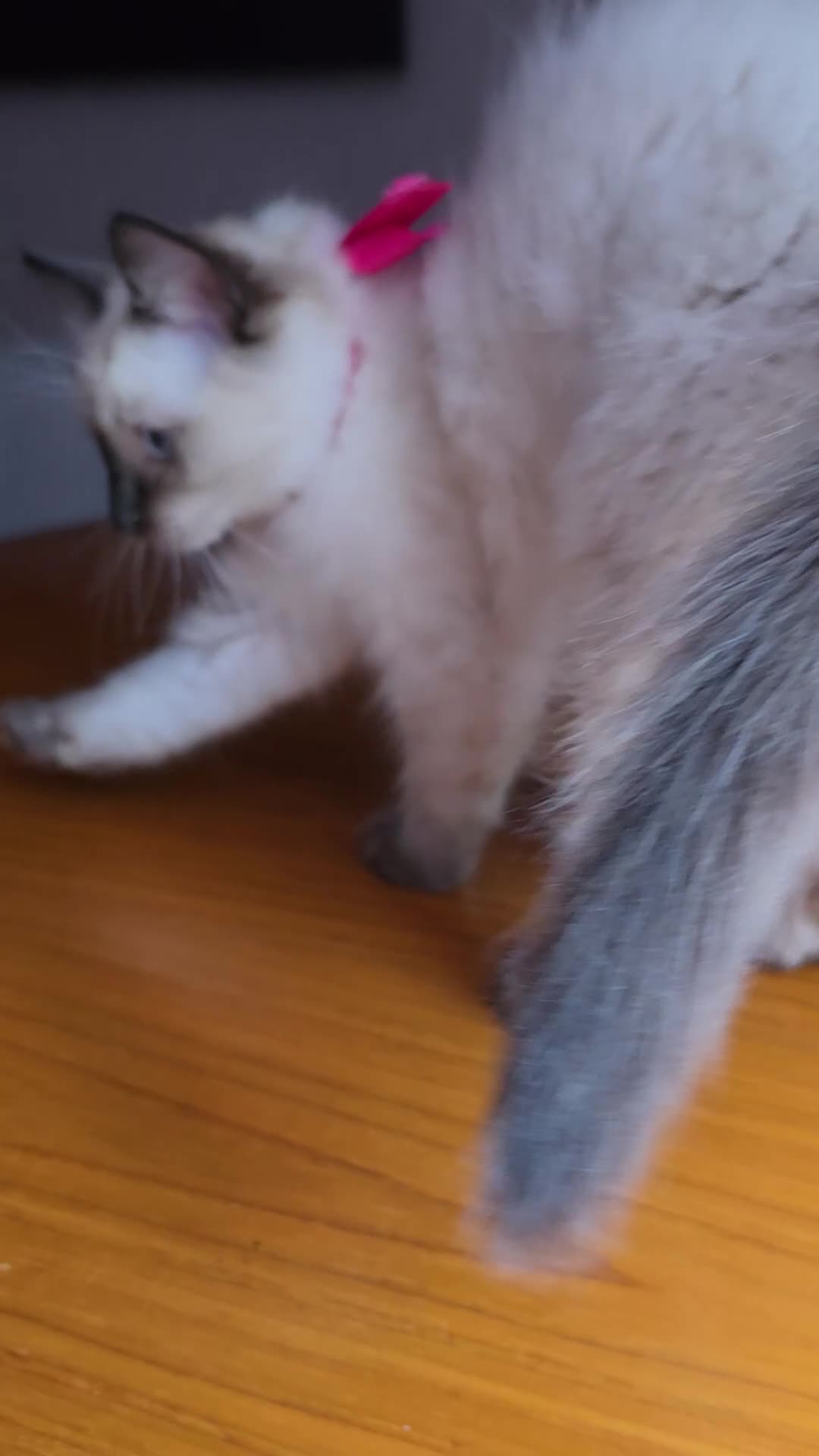 Ragdoll cats for sale: Last Ragdoll Girl Available –11Weeks Old,Ready Now - Video 1