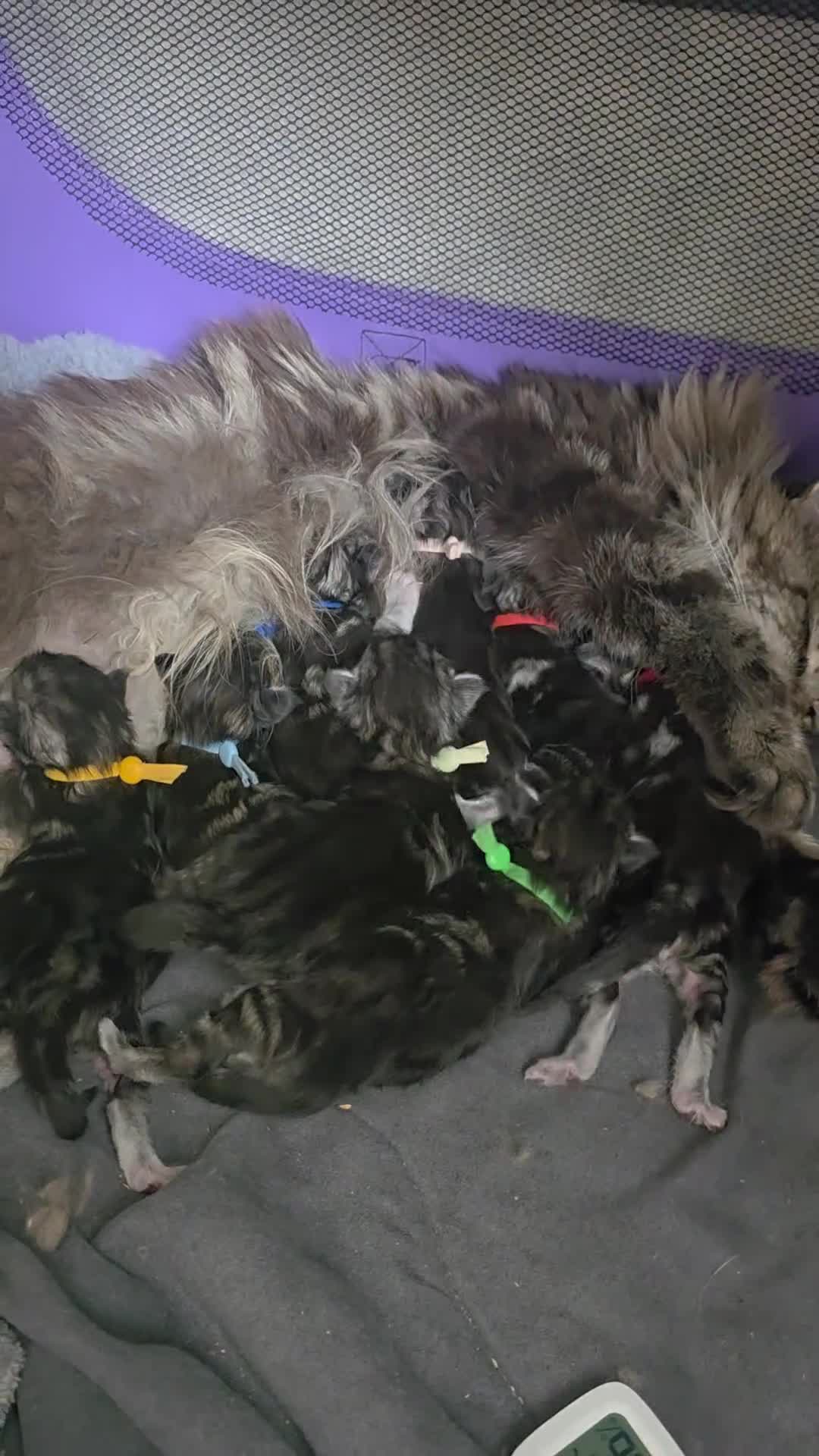 Maine Coon cats for sale: 2 of 9 left  - Video 1
