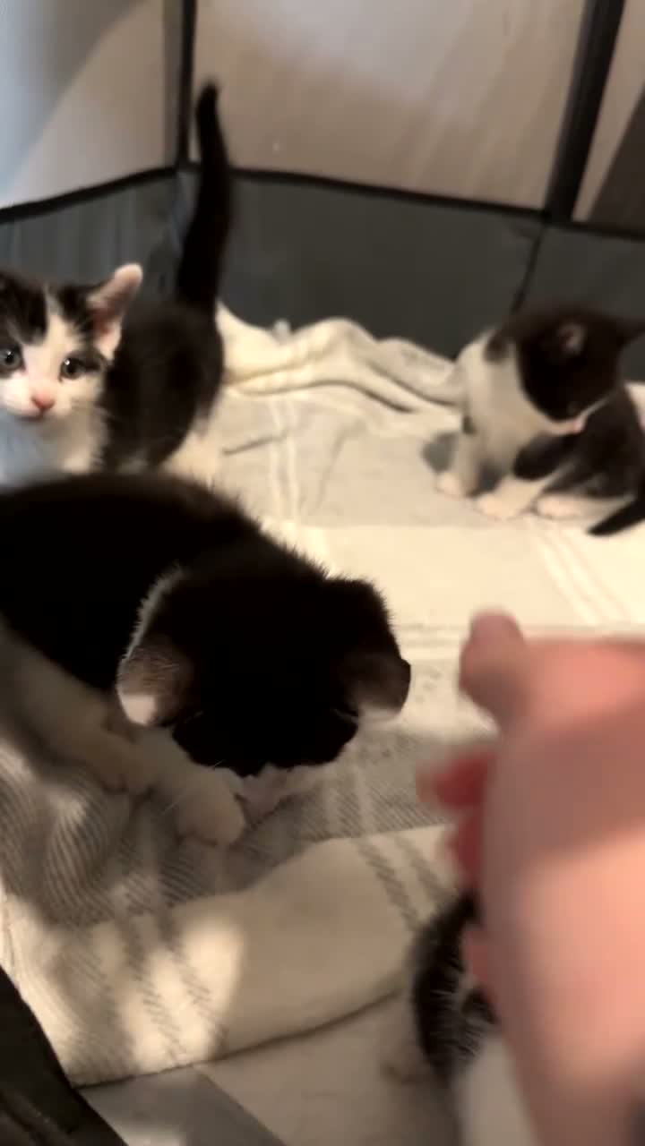 Mixed Breed cats for sale: Kittens for Sale in Hamilton - Video 1