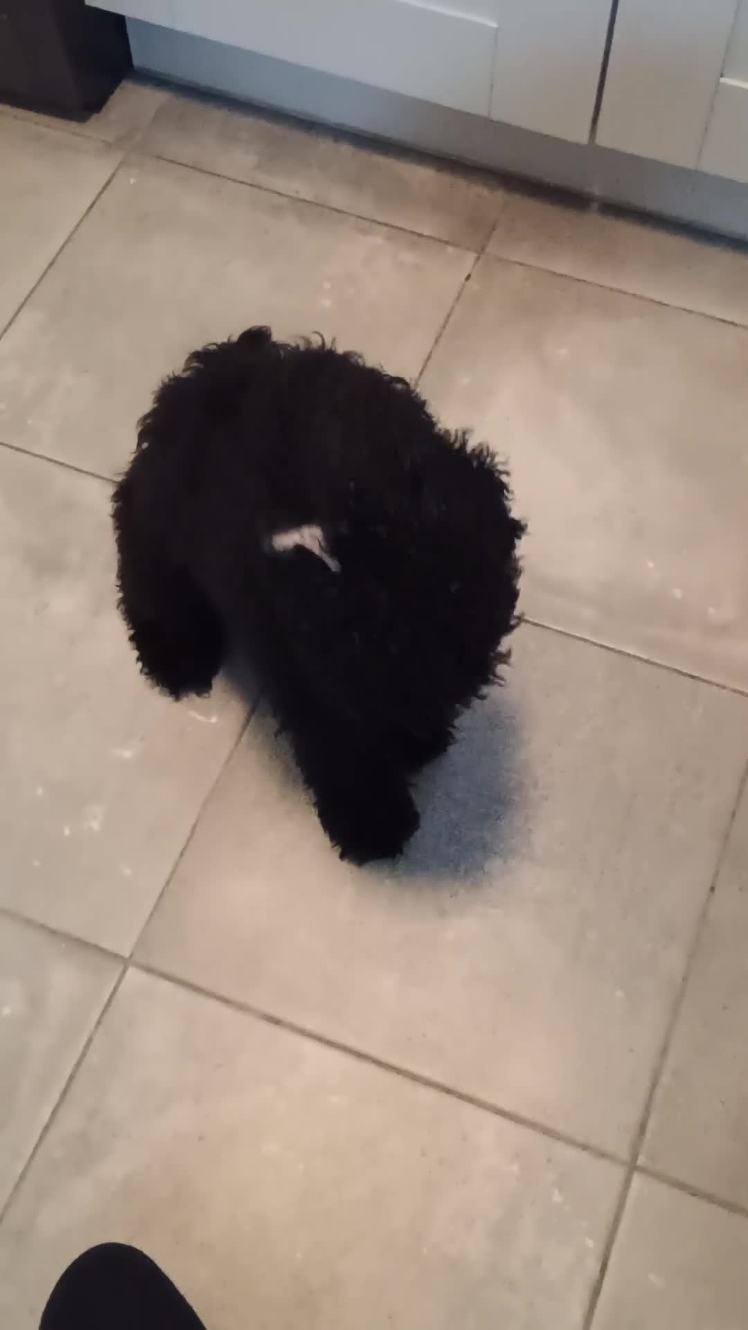 Cockapoo dogs for sale: 9 month old Cockapoo  in Sudbury - Video 2