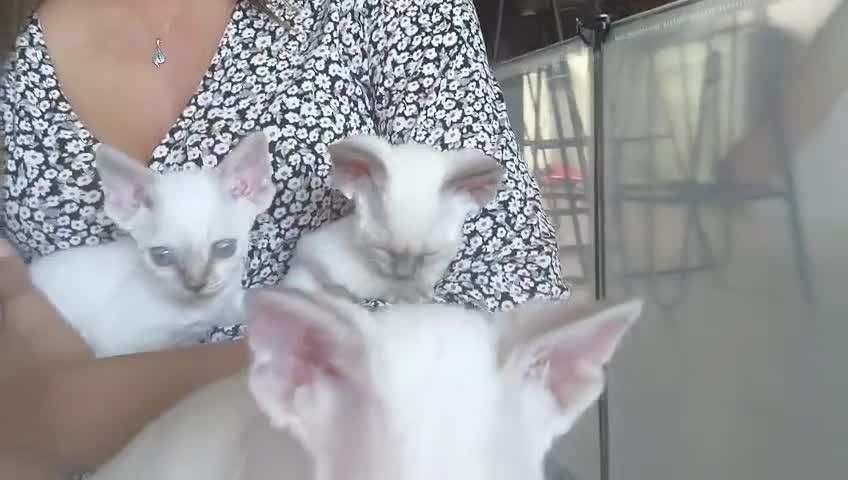 Devon Rex cats for sale: Devon Rex point💙blue eyes💙 - Video 3
