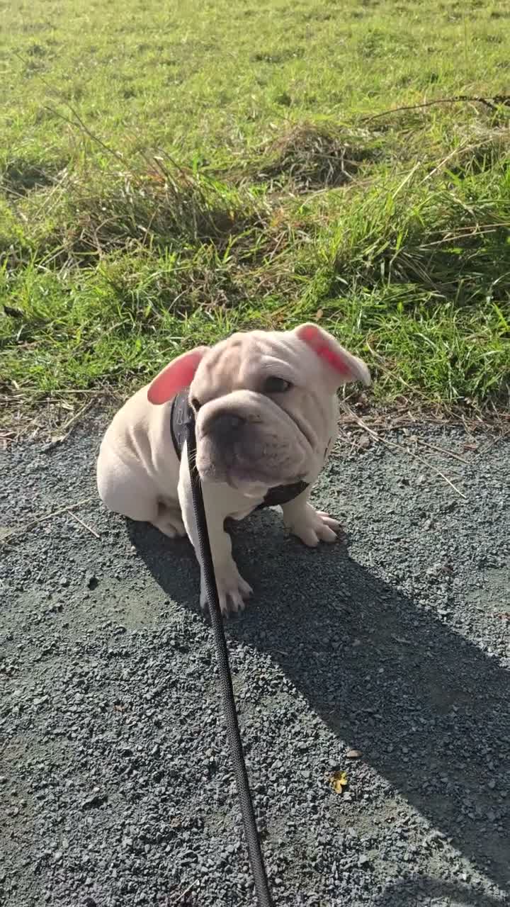 French Bulldog dogs for sale: French Bulldog  - Video 2