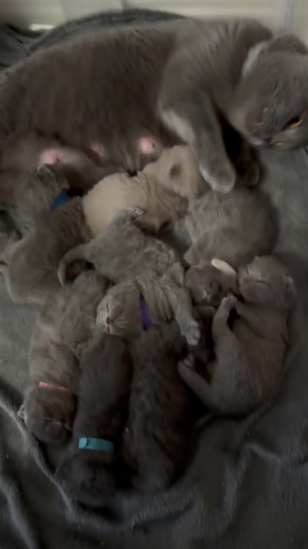 British Shorthair cats for sale: British shorthair kittens  in Dudley - Video 1