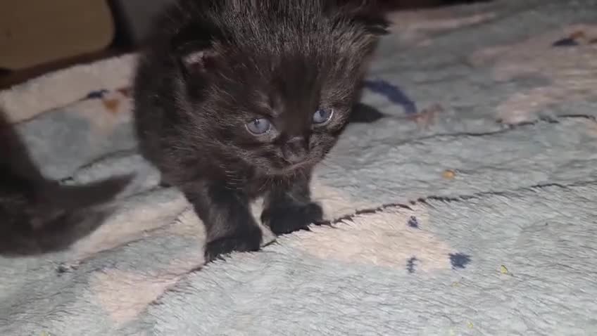 Ragdoll cats for sale: Ragdoll/persian mix - Video 2