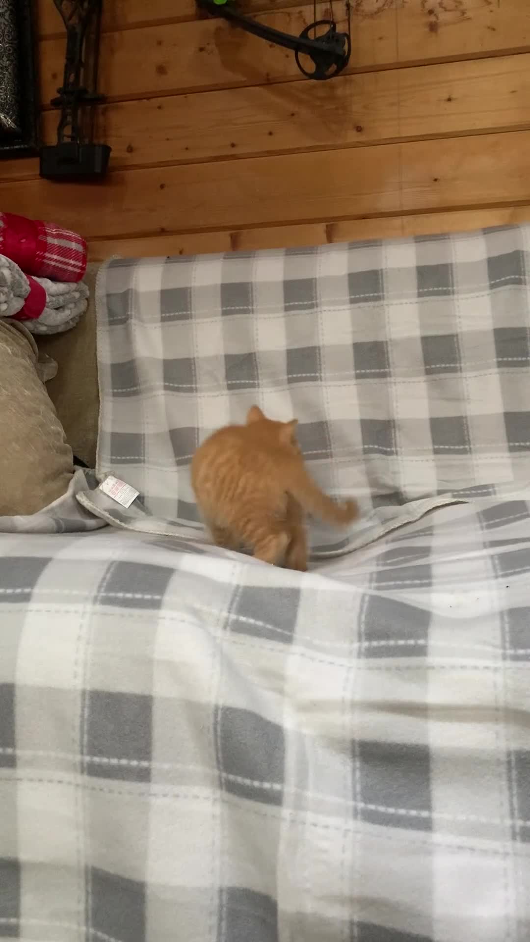 British Shorthair cats for sale: Quality British shorthair kittens  - Video 1