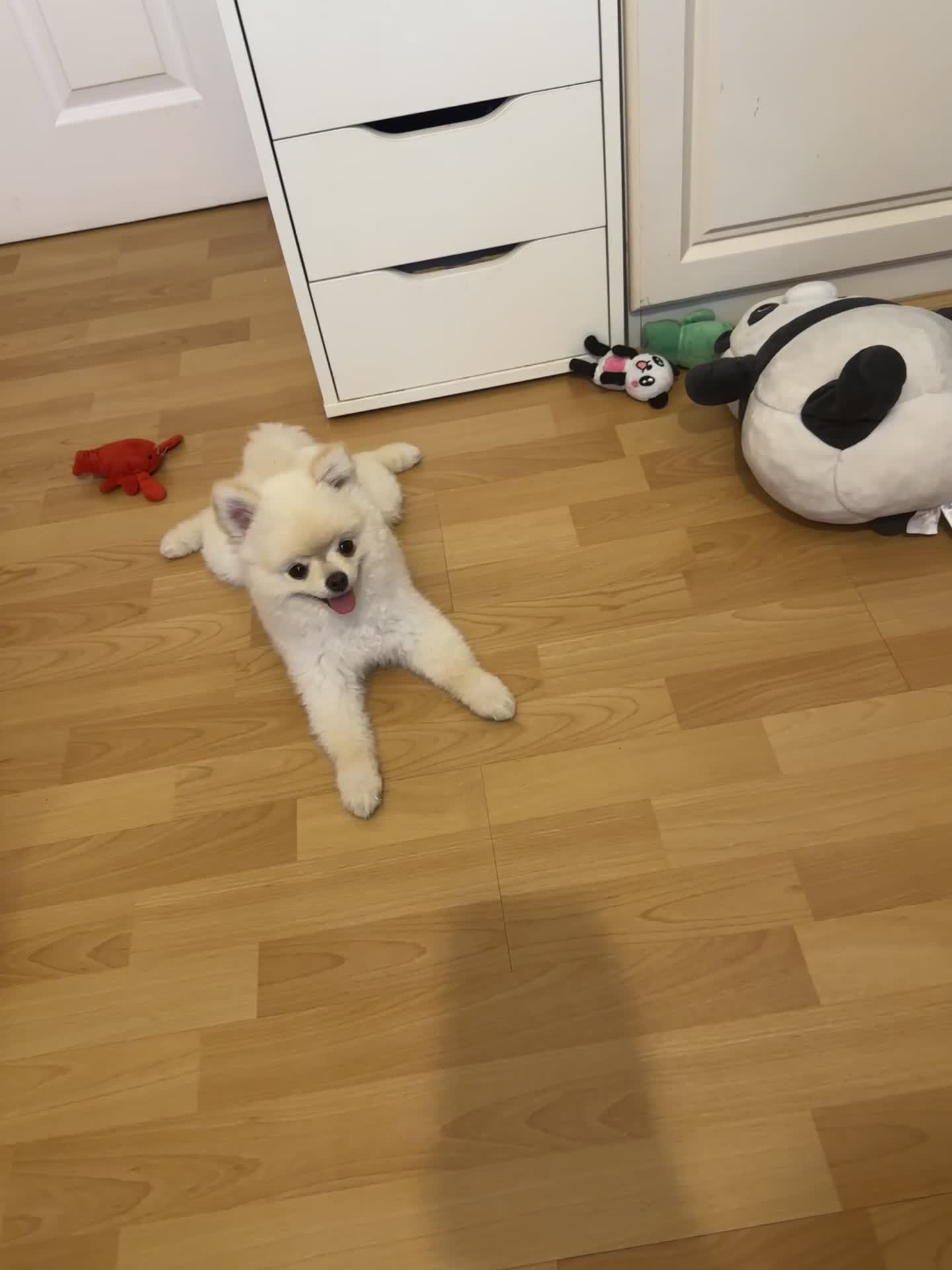 Pomeranian dogs for sale: 🐾✨ Adorable Male White Pomeranian Puppy ✨🐾 - Video 1