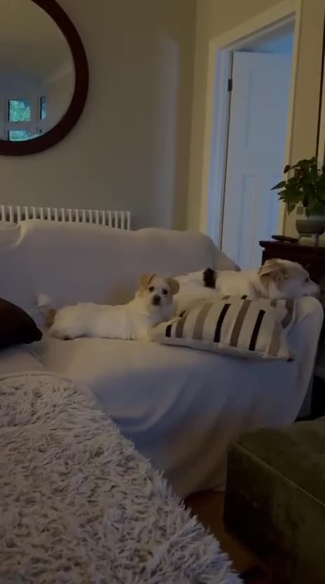 Mixed Breed dogs for adoption: Cynthia - Video 1