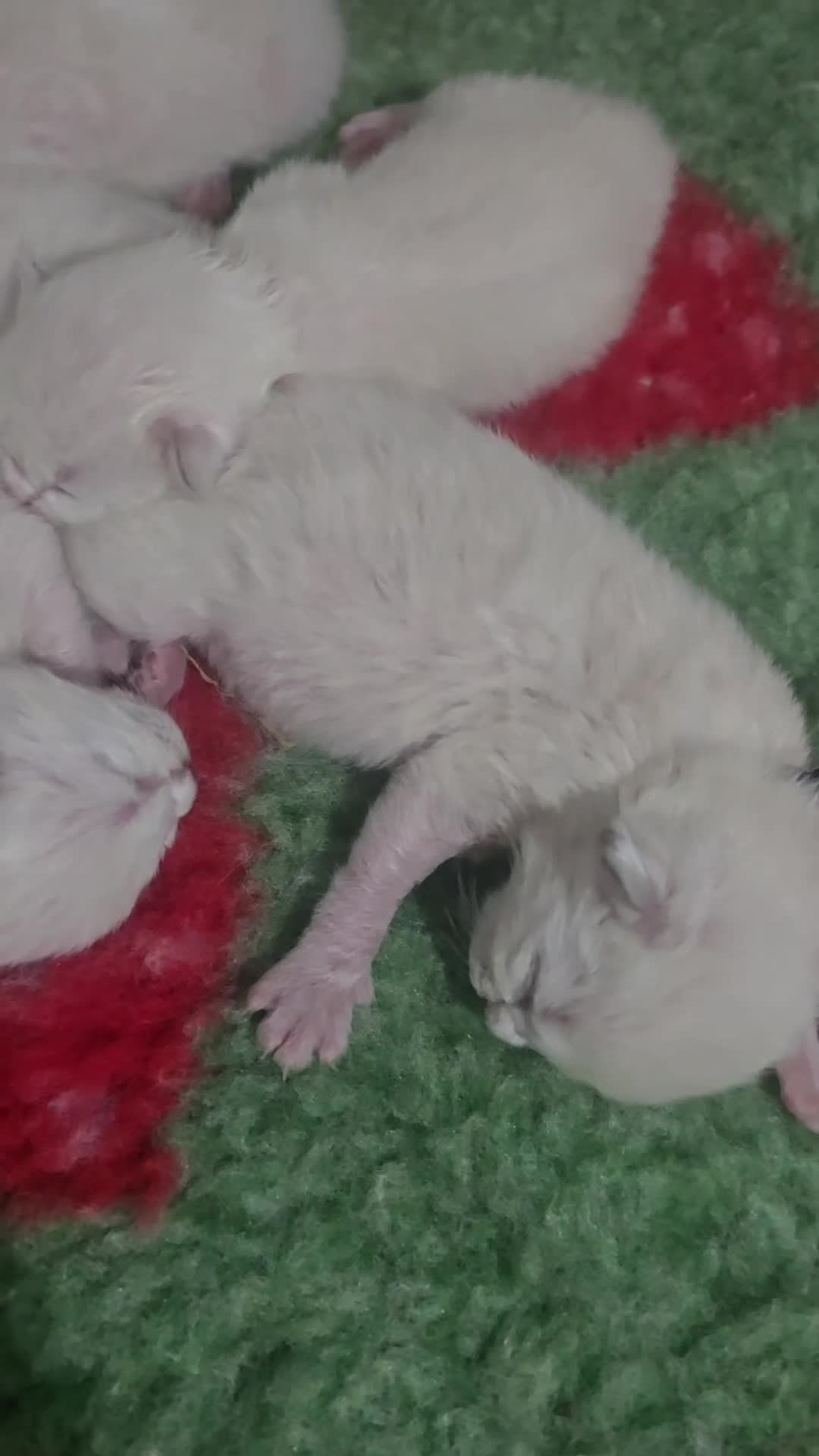 Ragdoll cats for sale: Ragdoll Kittens - Video 1