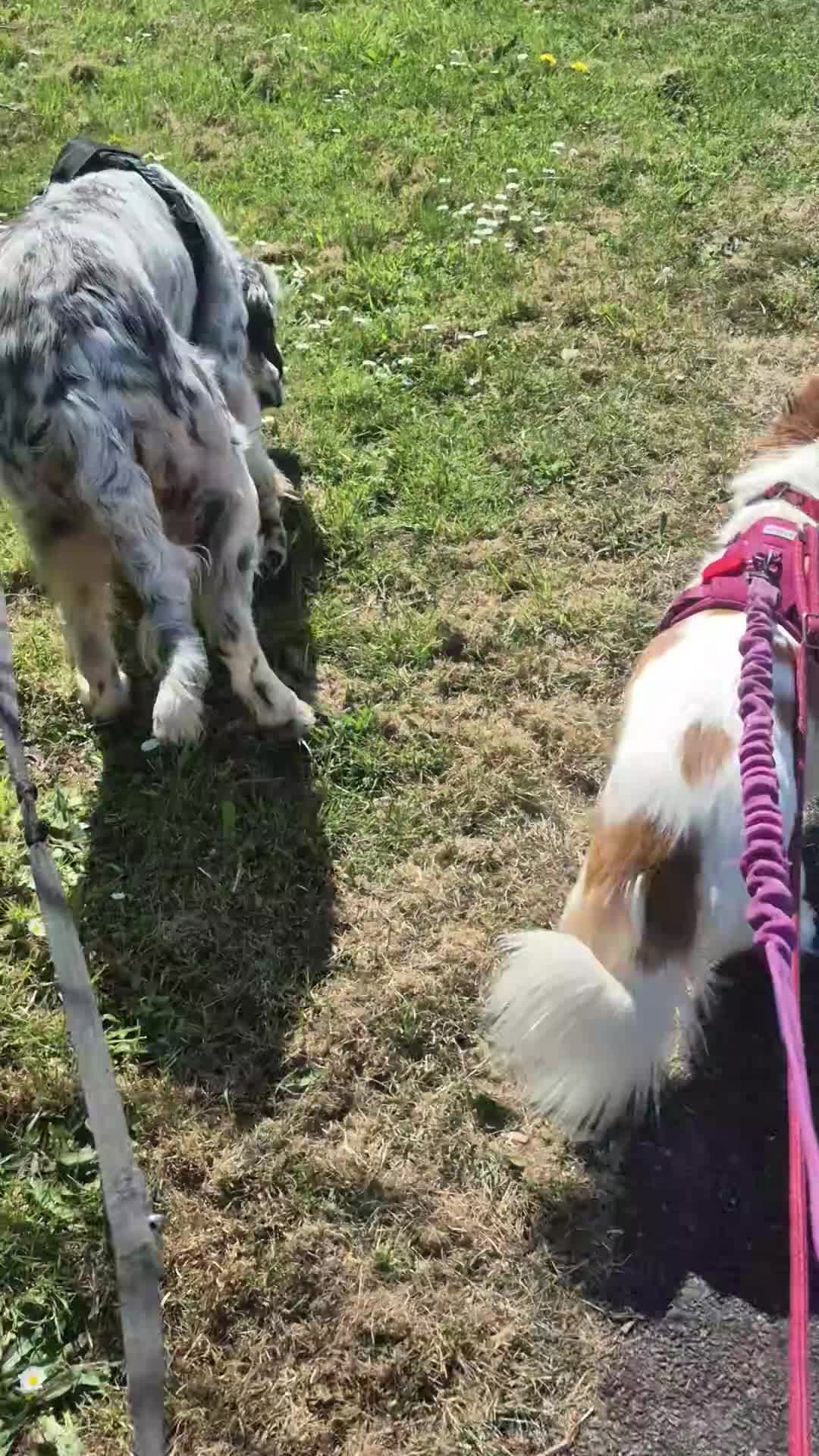 Mixed Breed dogs for adoption: SARA! - Video 3