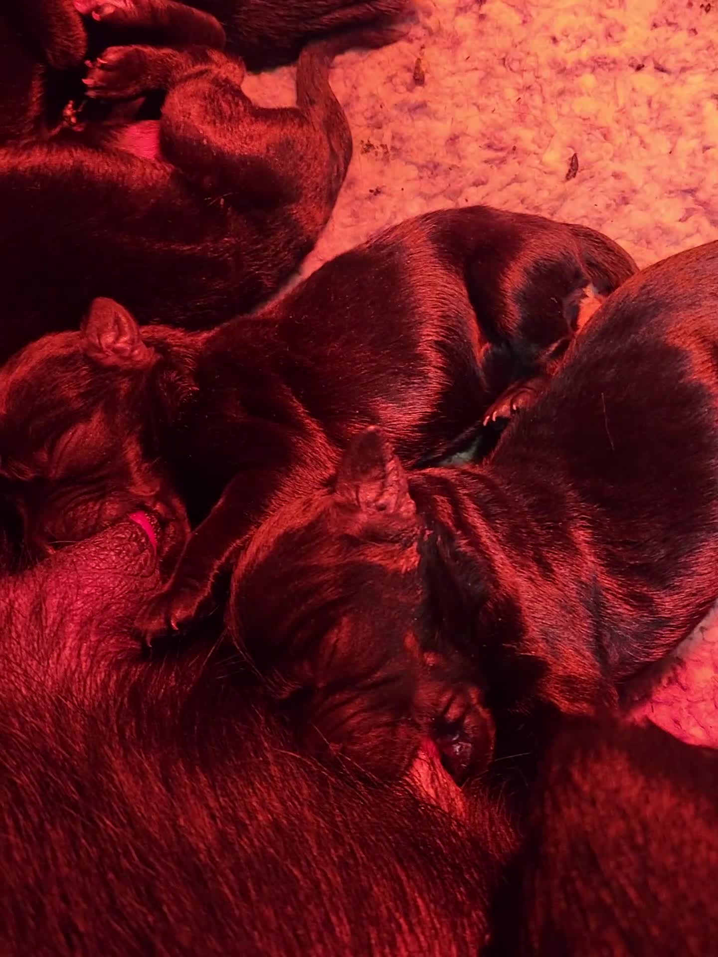 Labradoodle dogs for sale: Stunning Standard labradoodles f1 - Video 1