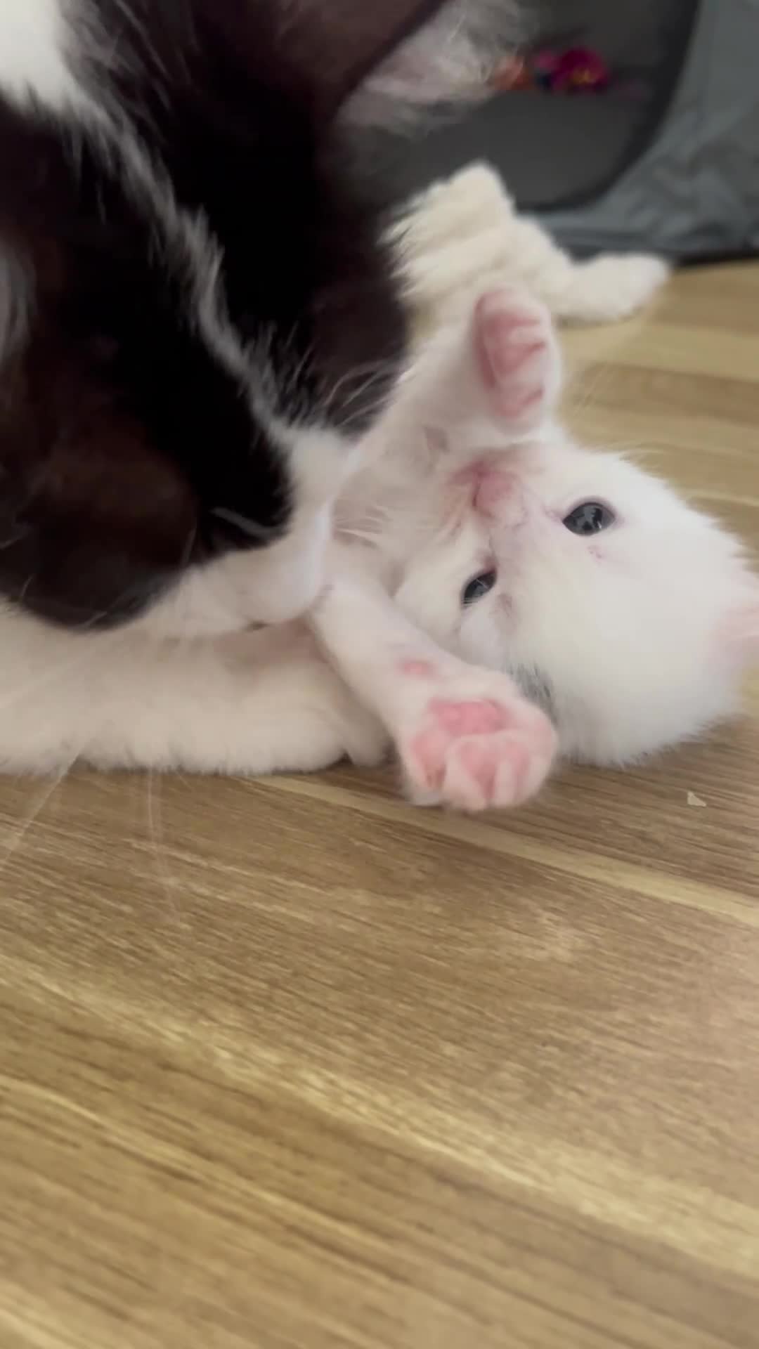 Ragdoll cats for sale: 🐾 5 Beautiful Ragdoll Cross Kittens 🐾 in Southampton - Video 1