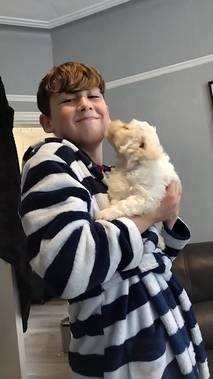 Poochon dogs for sale: Poochons💥 2 Beauties READY TO LEAVE NOW 💥  - Video 5