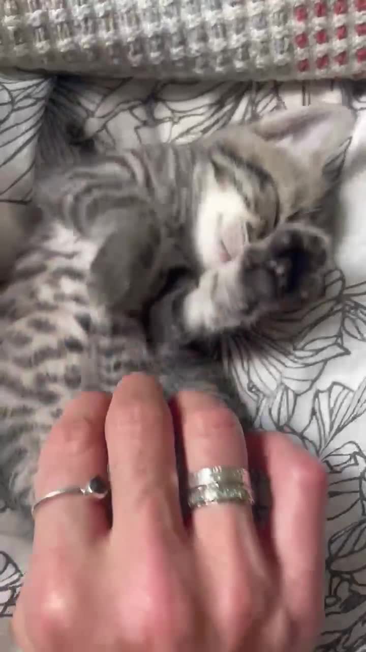 British Shorthair cats for sale: Gorgeous British Shorthair x Bengal kittens in Cheddar - Video 1